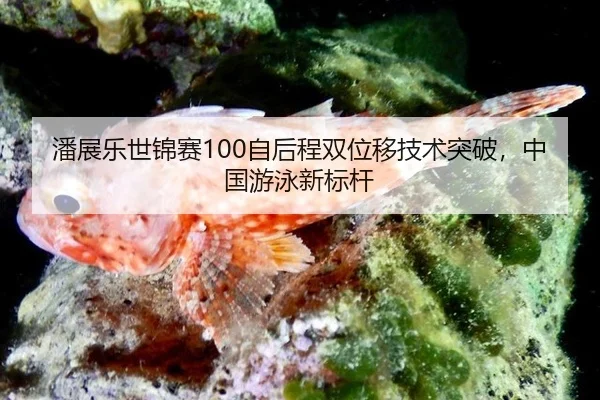 pan-zhan-le-shi-jin-sai-zi-hou-cheng-shuang-wei-yi-ji-shu-tu-po-zhong-guo-you-yong-xin-biao-gan-2-525.jpg